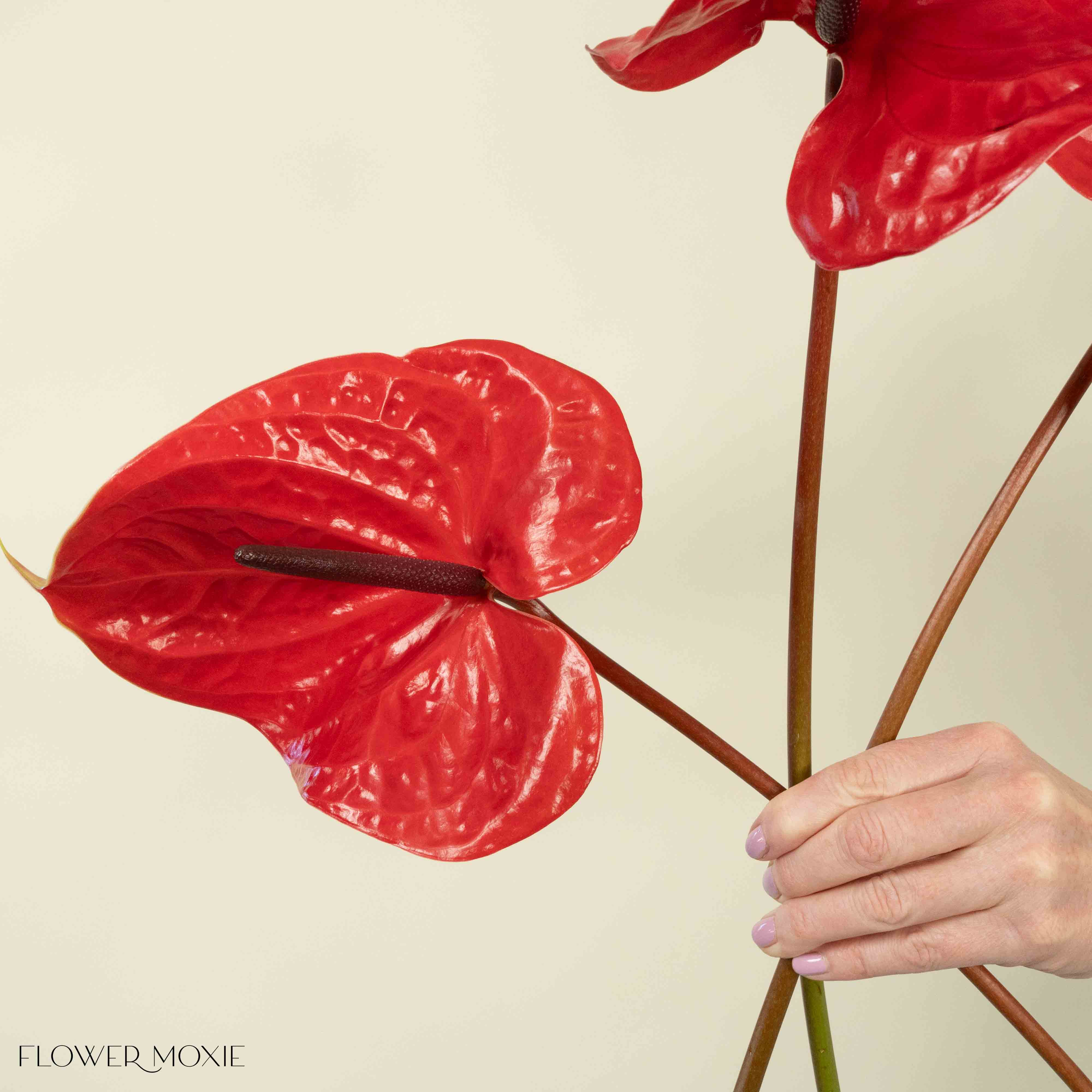 Giant Red Italian Anthurium - Image 5