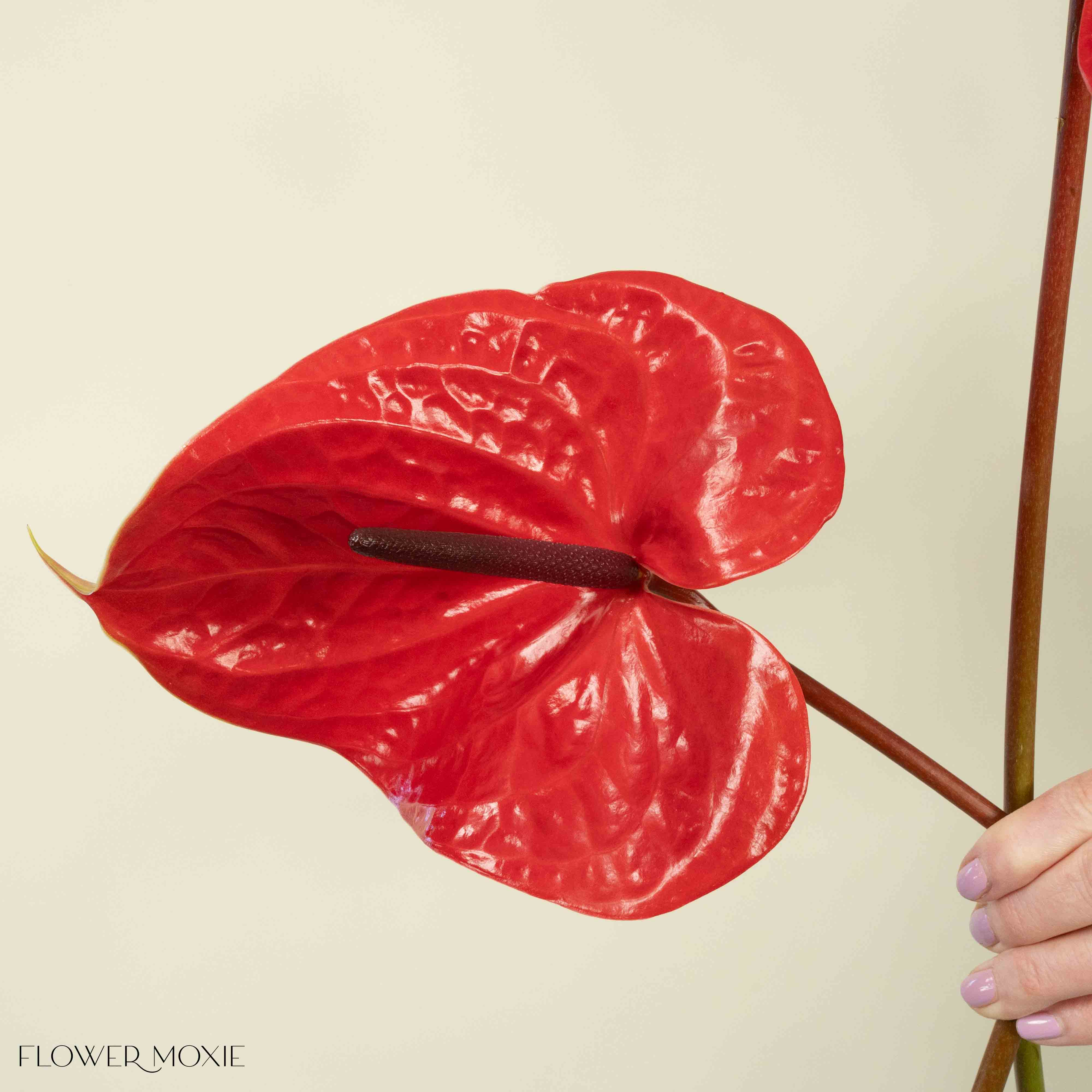 Giant Red Italian Anthurium - Image 6