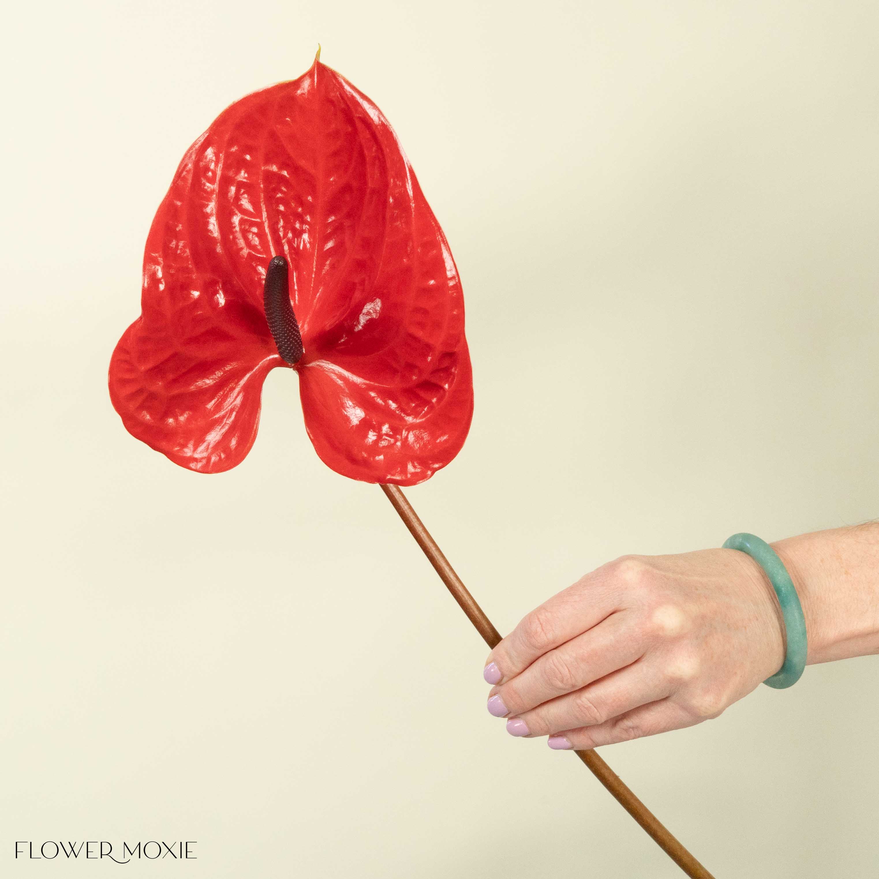 Giant Red Italian Anthurium - Image 7