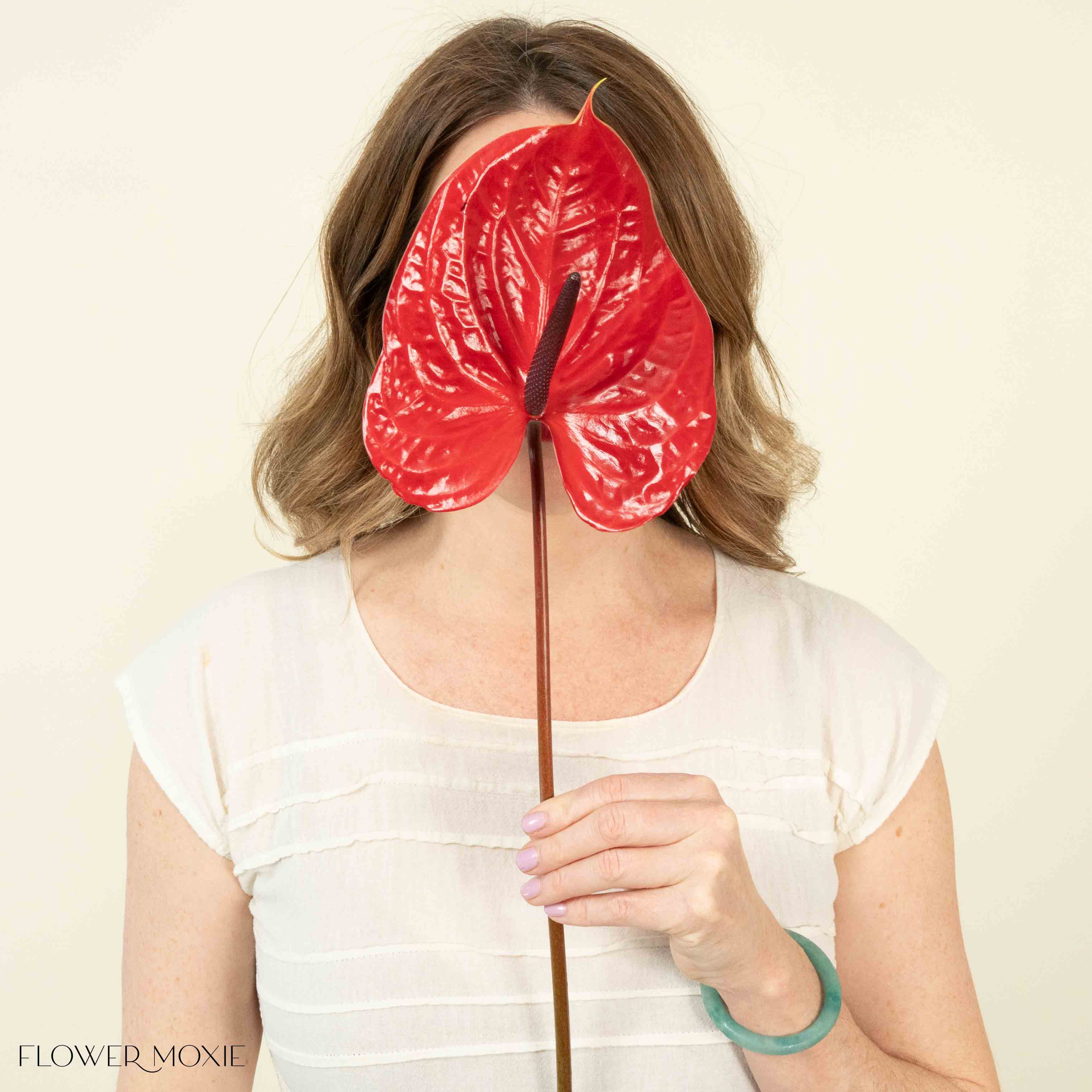Giant Red Italian Anthurium - Image 8