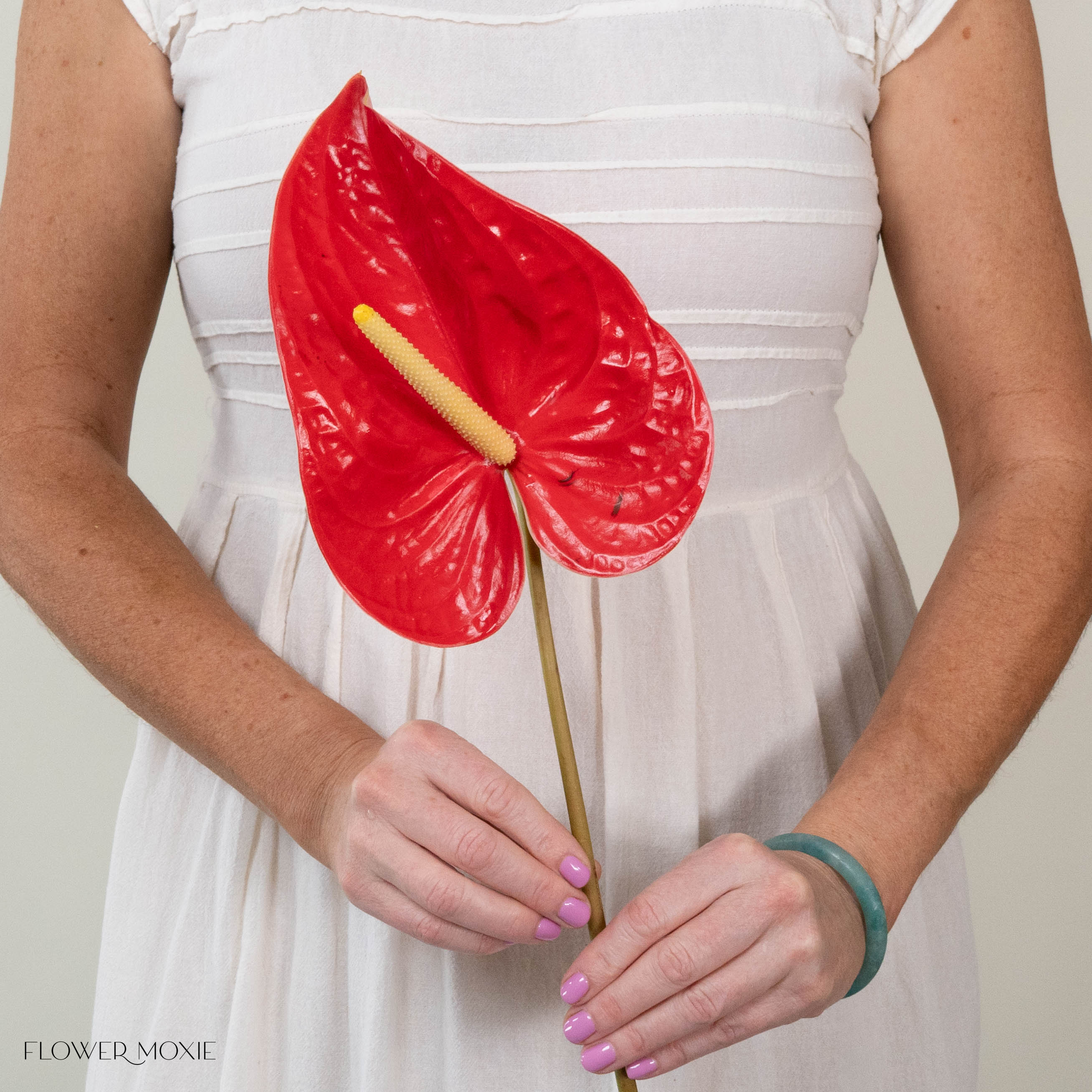 Giant Red Italian Anthurium - Image 9