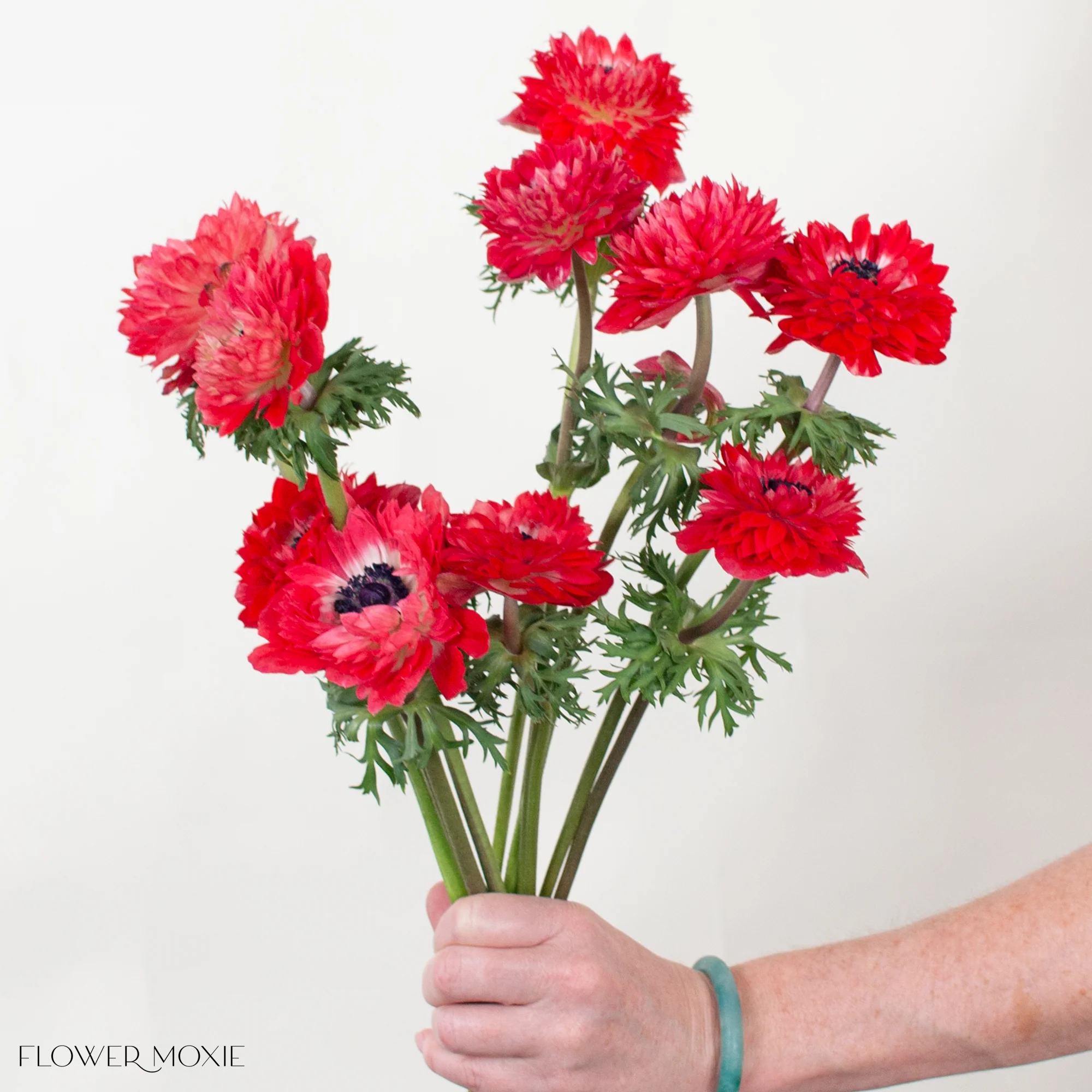 Red Lotus Anemone Flower - Image 3