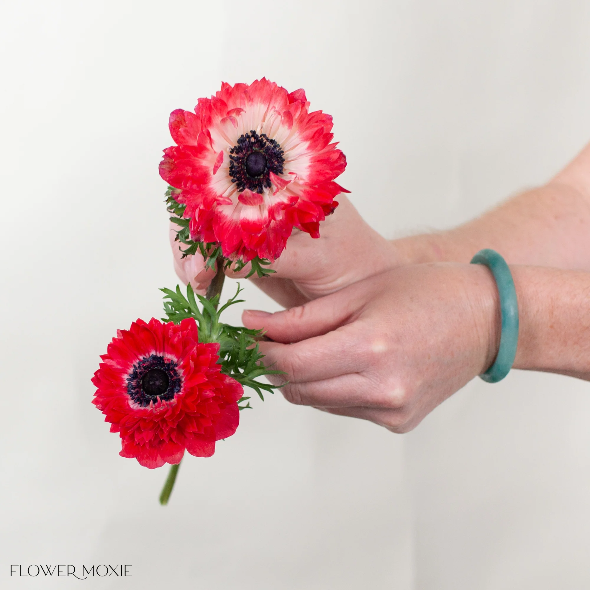 Red Lotus Anemone Flower - Image 4