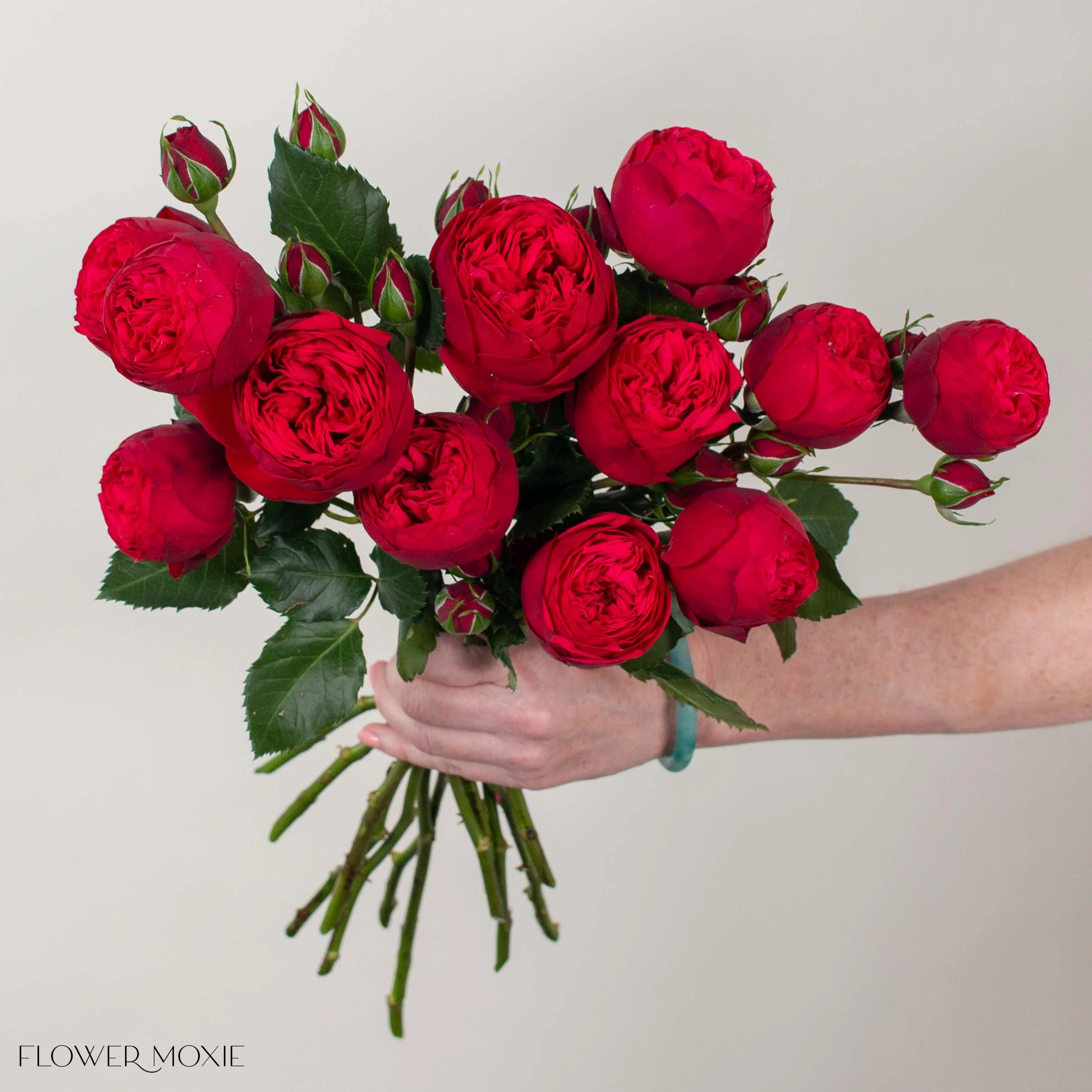 Red Piano Garden Rose - Image 2