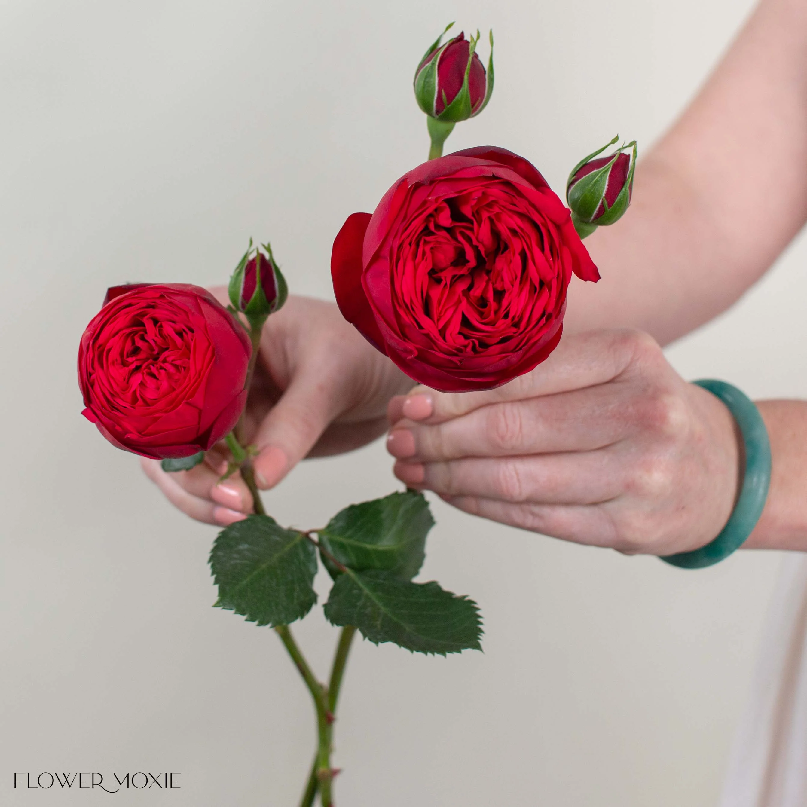 Red Piano Garden Rose - Image 3