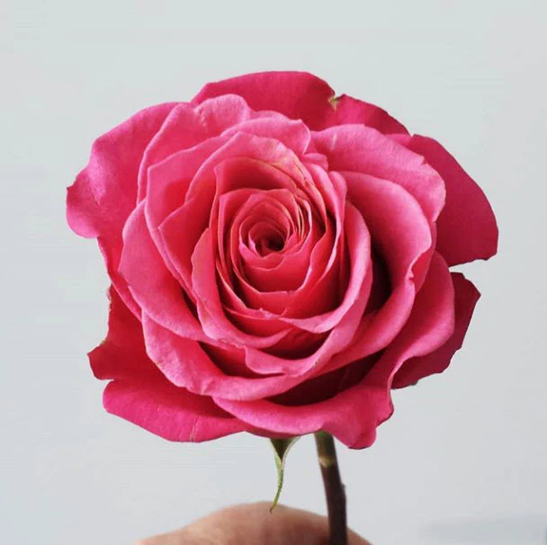Red Pink Cherry O Rose - Image 3