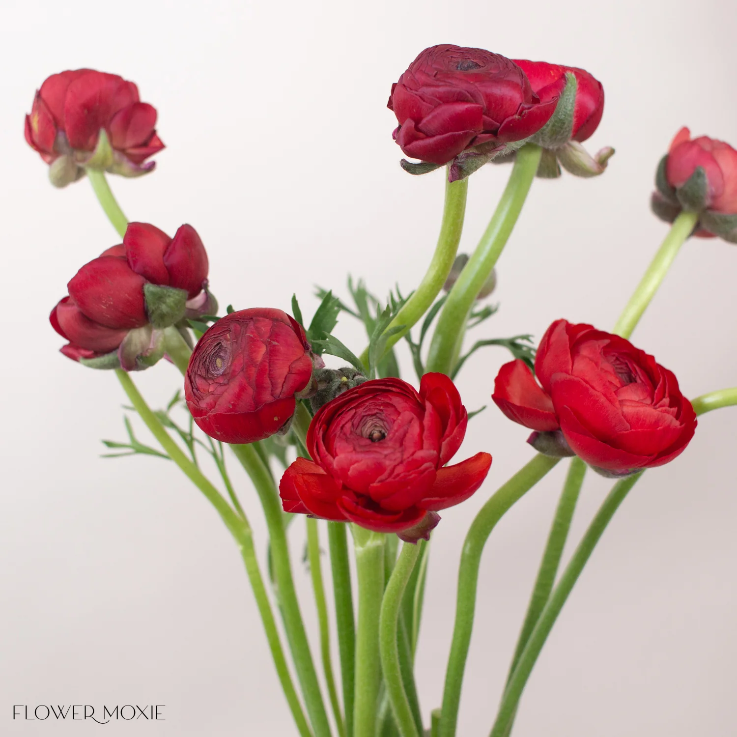 Red Ranunculus Flower - Image 3