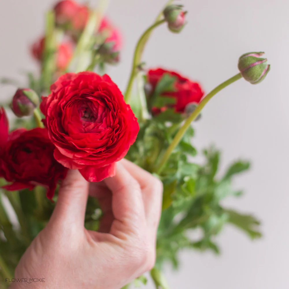 Red Ranunculus Flower - Image 6