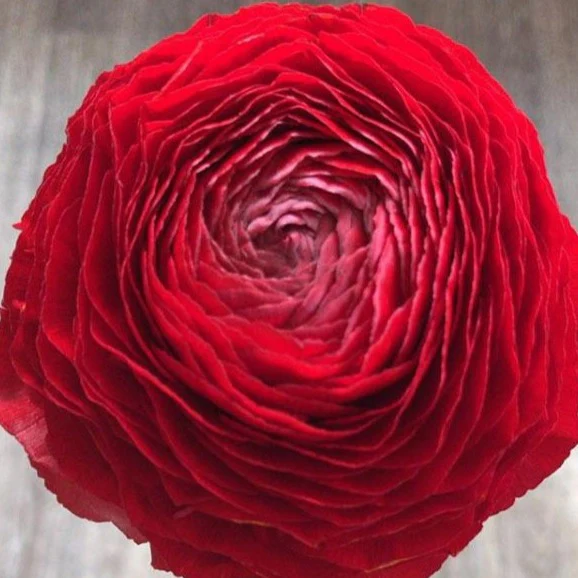 Red Ranunculus Flower - Image 8