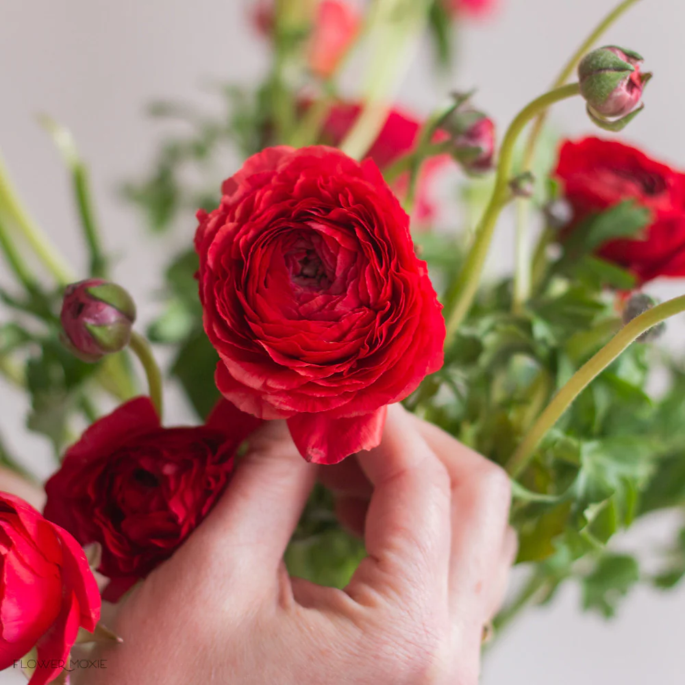 Red Ranunculus Flower - Image 9