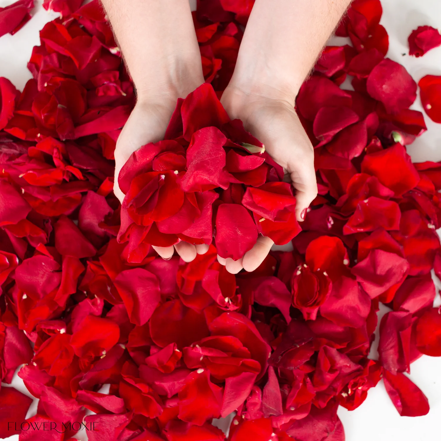 Red Rose Petals