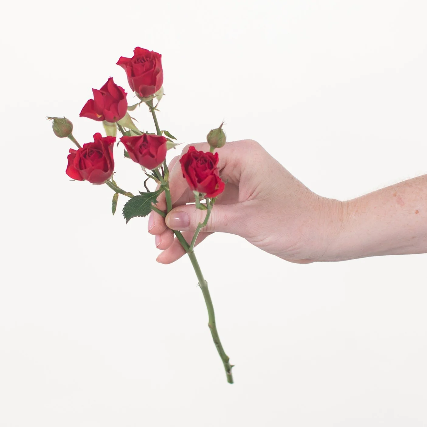 Red Spray Roses - Image 4