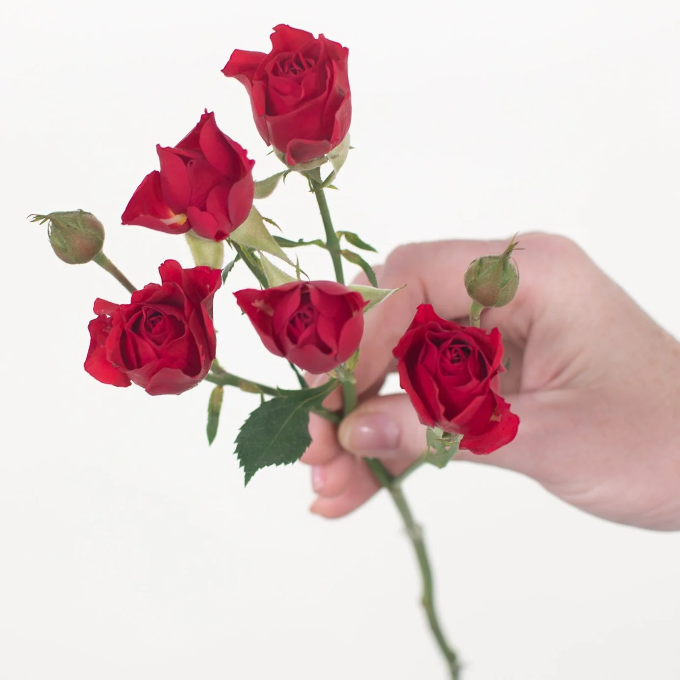 Red Spray Roses - Image 6