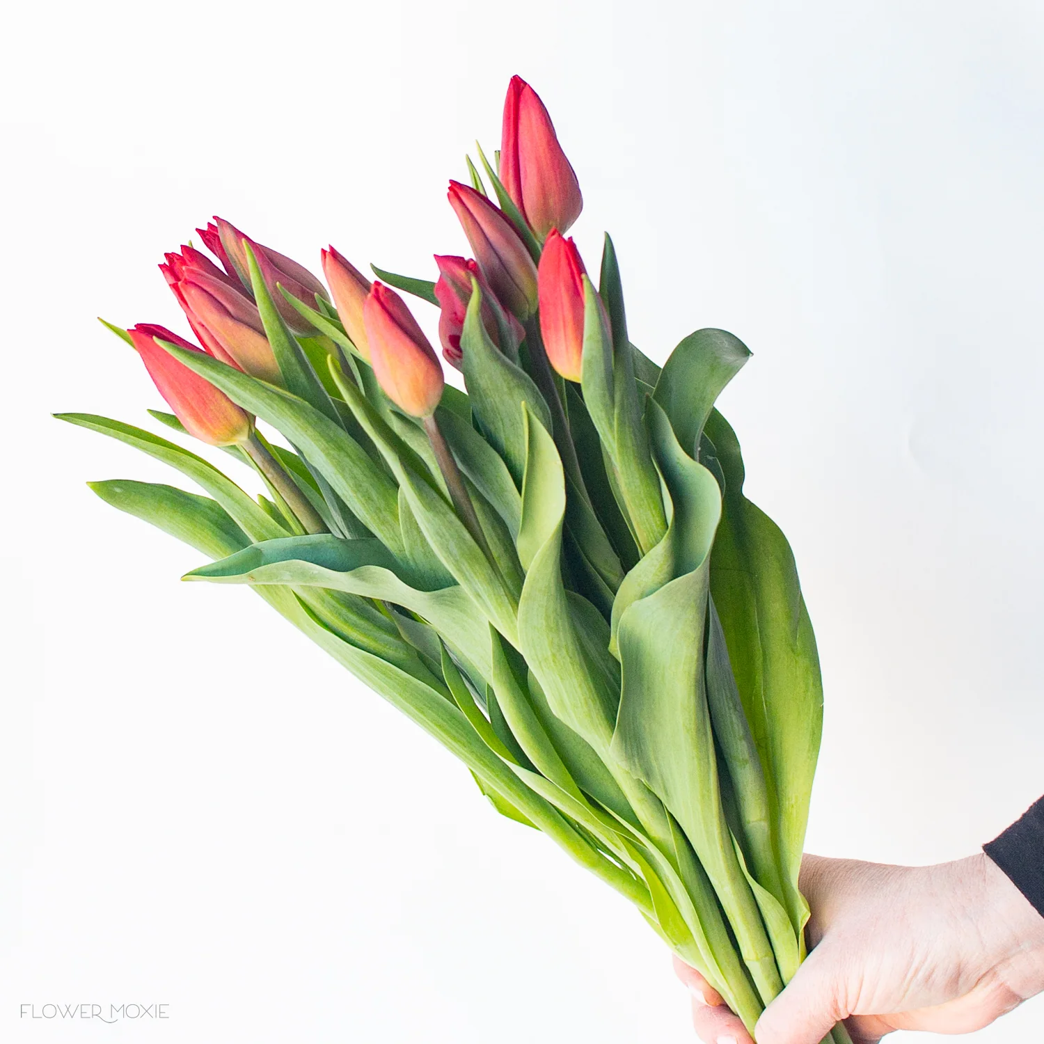 Red Tulip Flower - Image 3