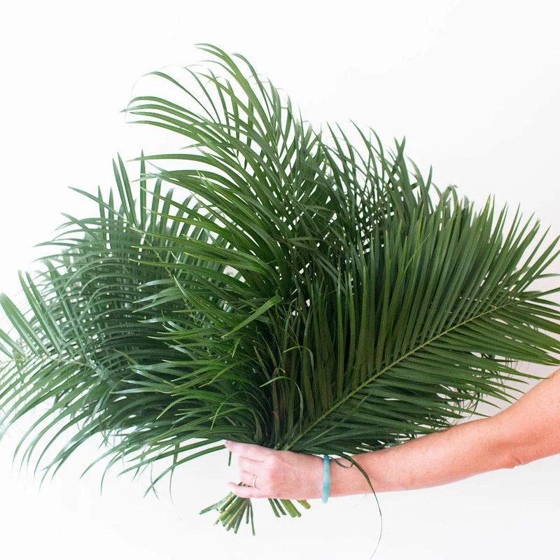 Robellini Palm Greenery - Image 10