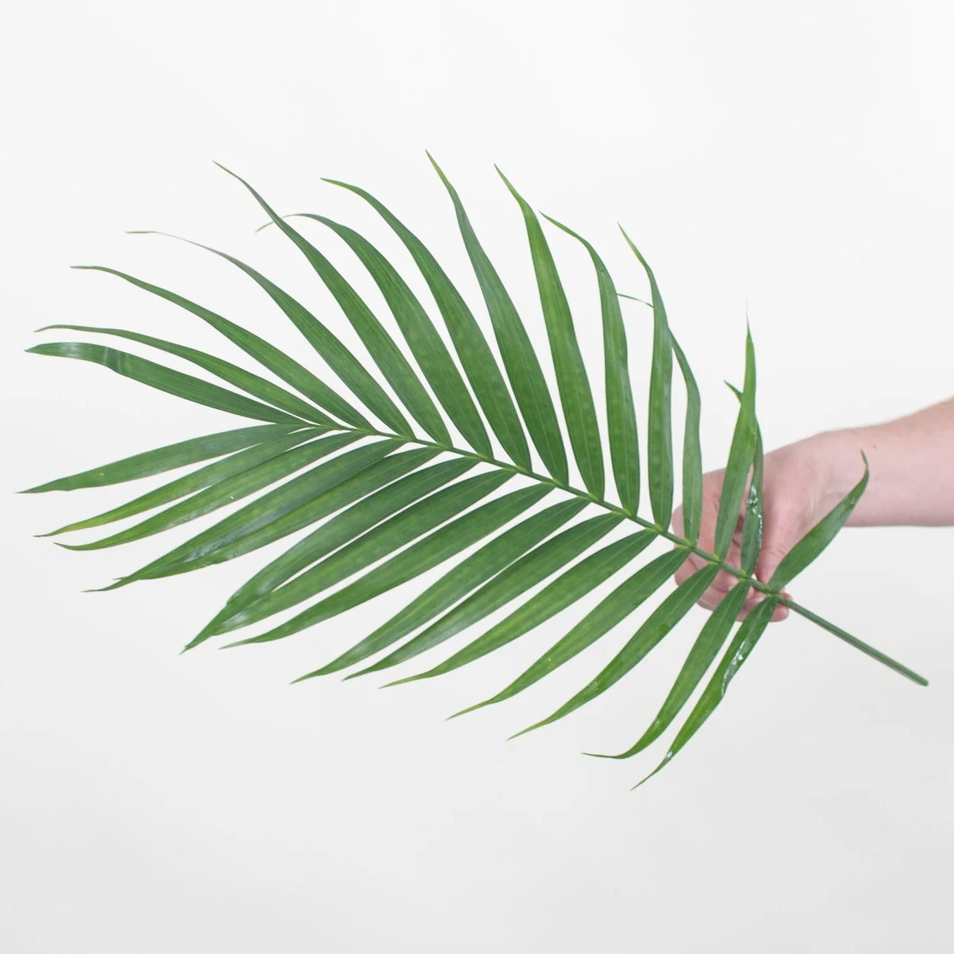 Robellini Palm Greenery - Image 12