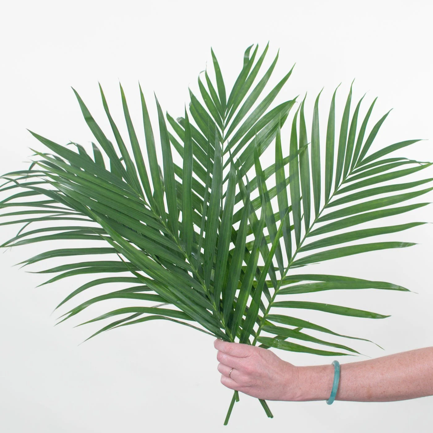 Robellini Palm Greenery - Image 3