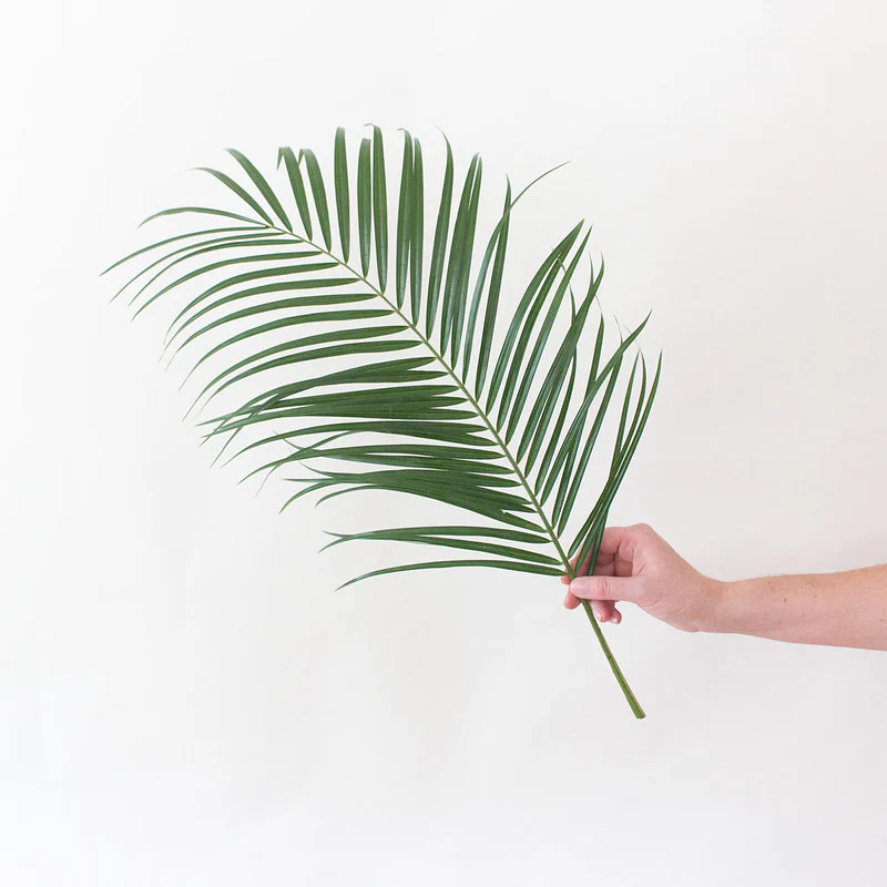 Robellini Palm Greenery - Image 5