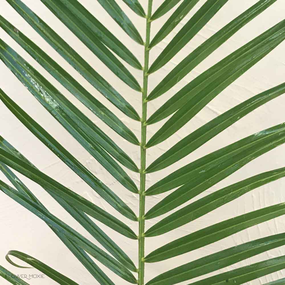 Robellini Palm Greenery - Image 6