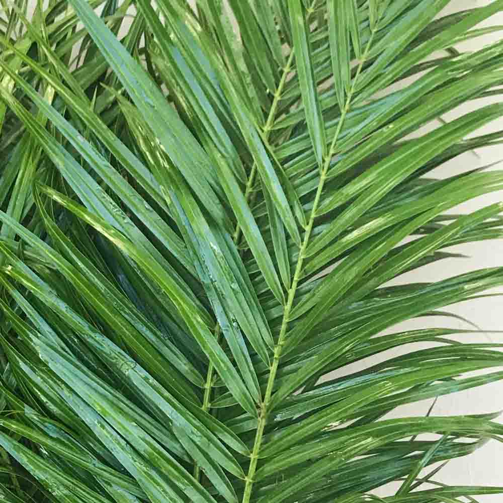 Robellini Palm Greenery - Image 9