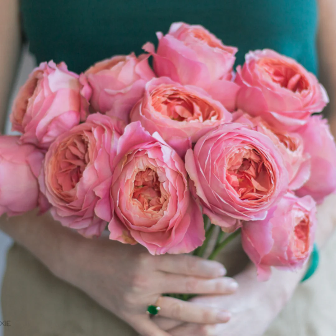 Pink Romantic Antike Garden Rose