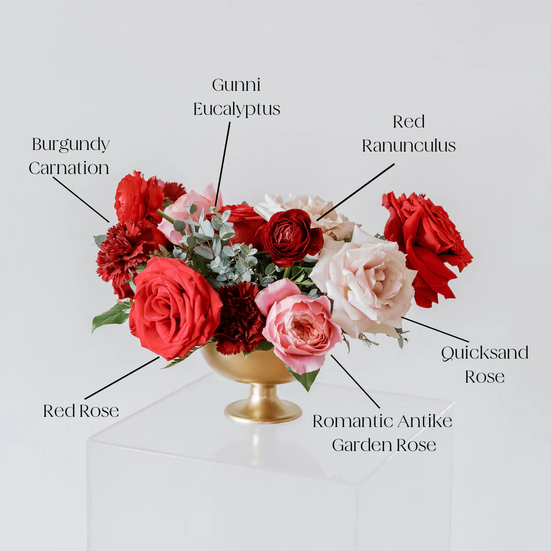 Pink Romantic Antike Garden Rose - Image 2