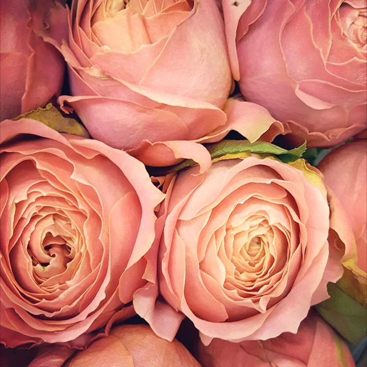 Pink Romantic Antike Garden Rose - Image 3