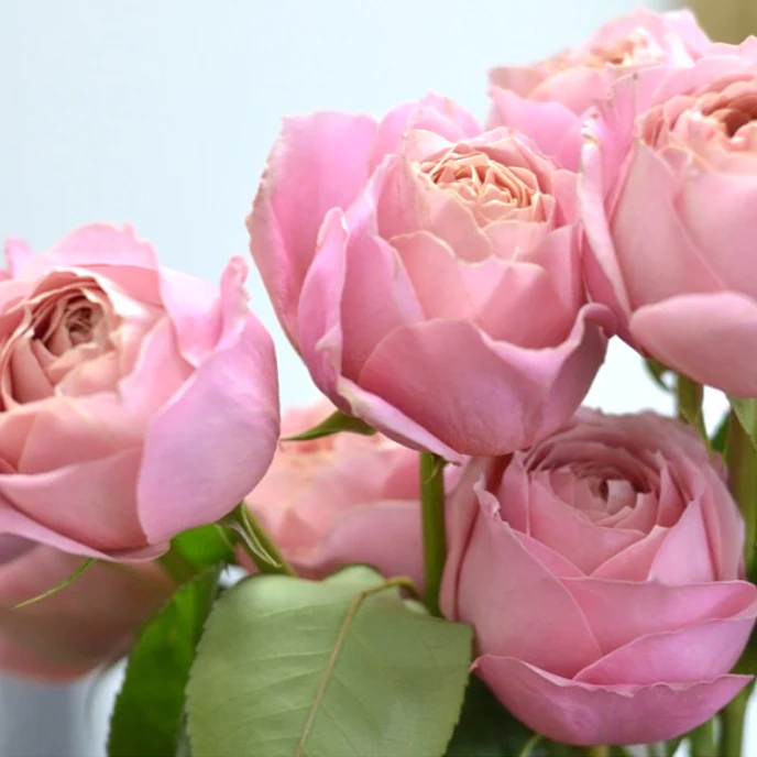 Pink Romantic Antike Garden Rose - Image 4