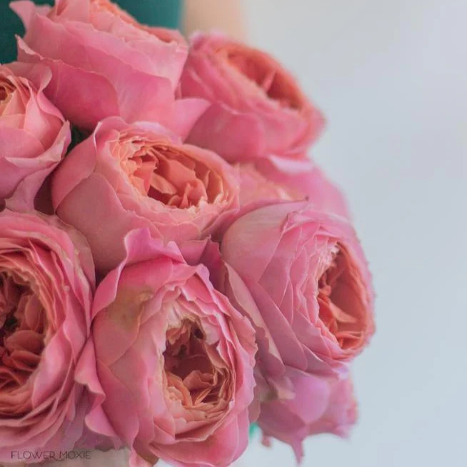 Pink Romantic Antike Garden Rose - Image 6