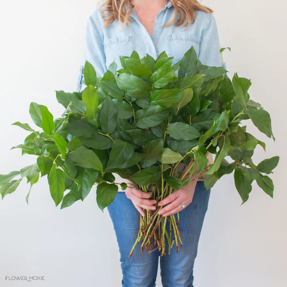Salal Greenery