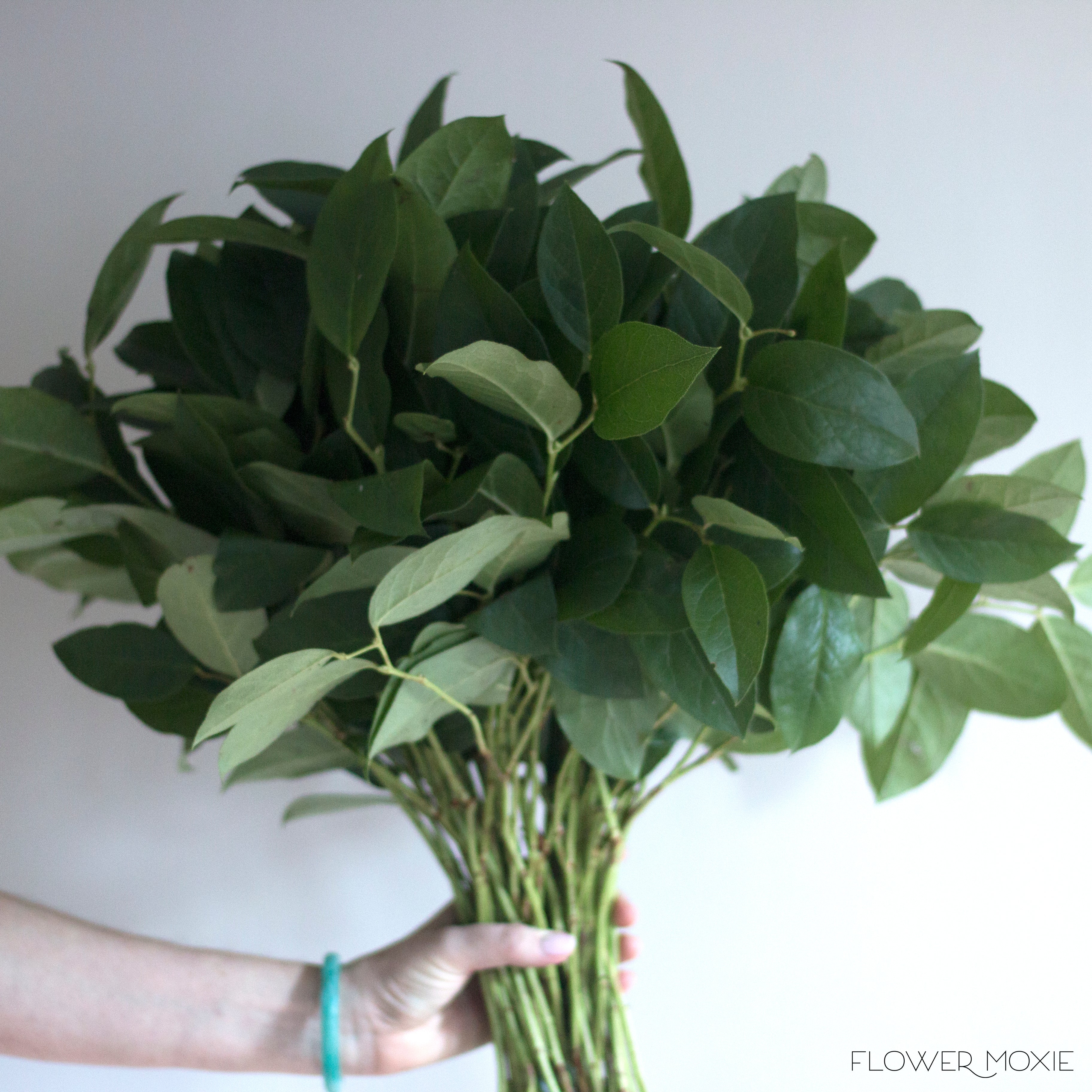 Salal Greenery - Image 4