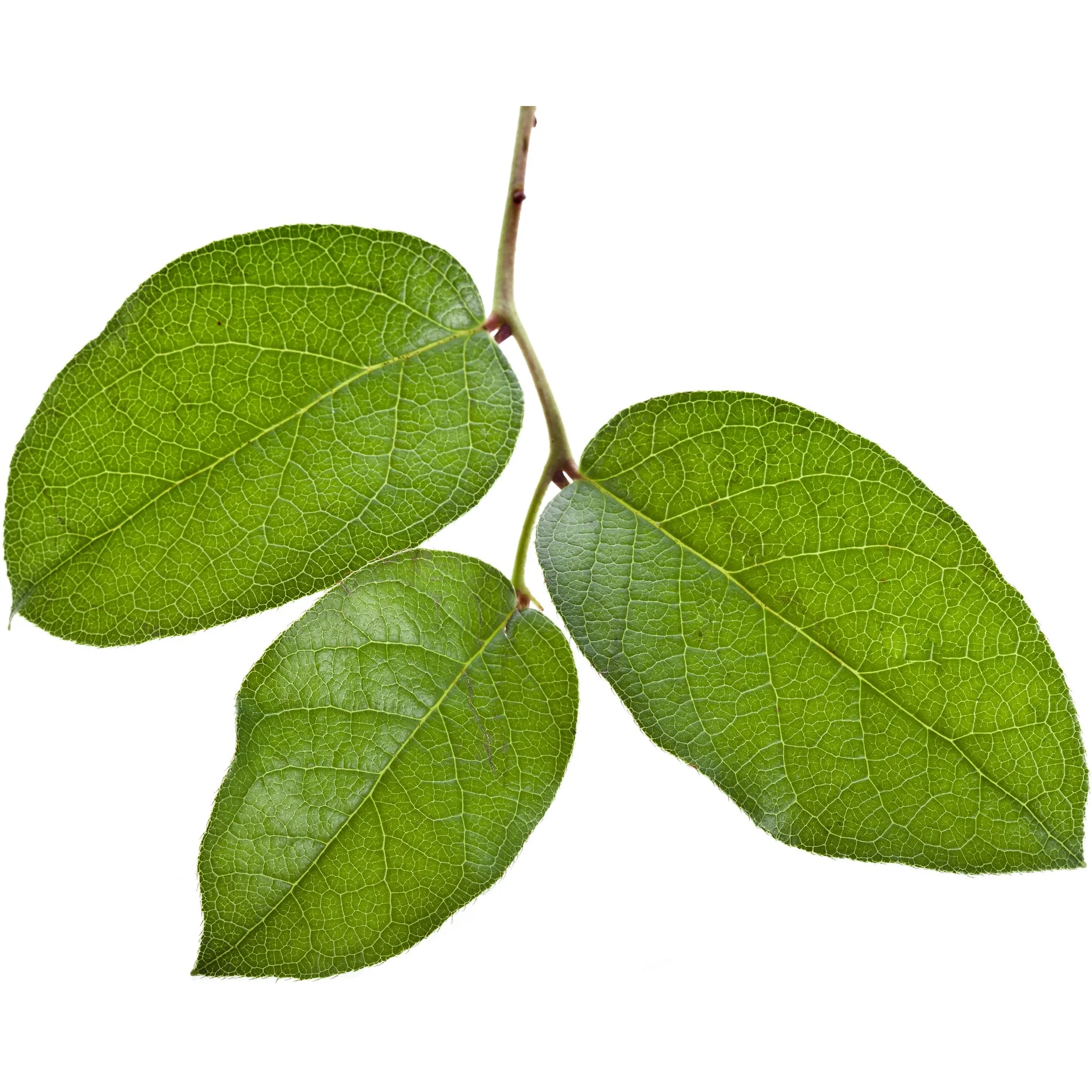 Salal Greenery - Image 5
