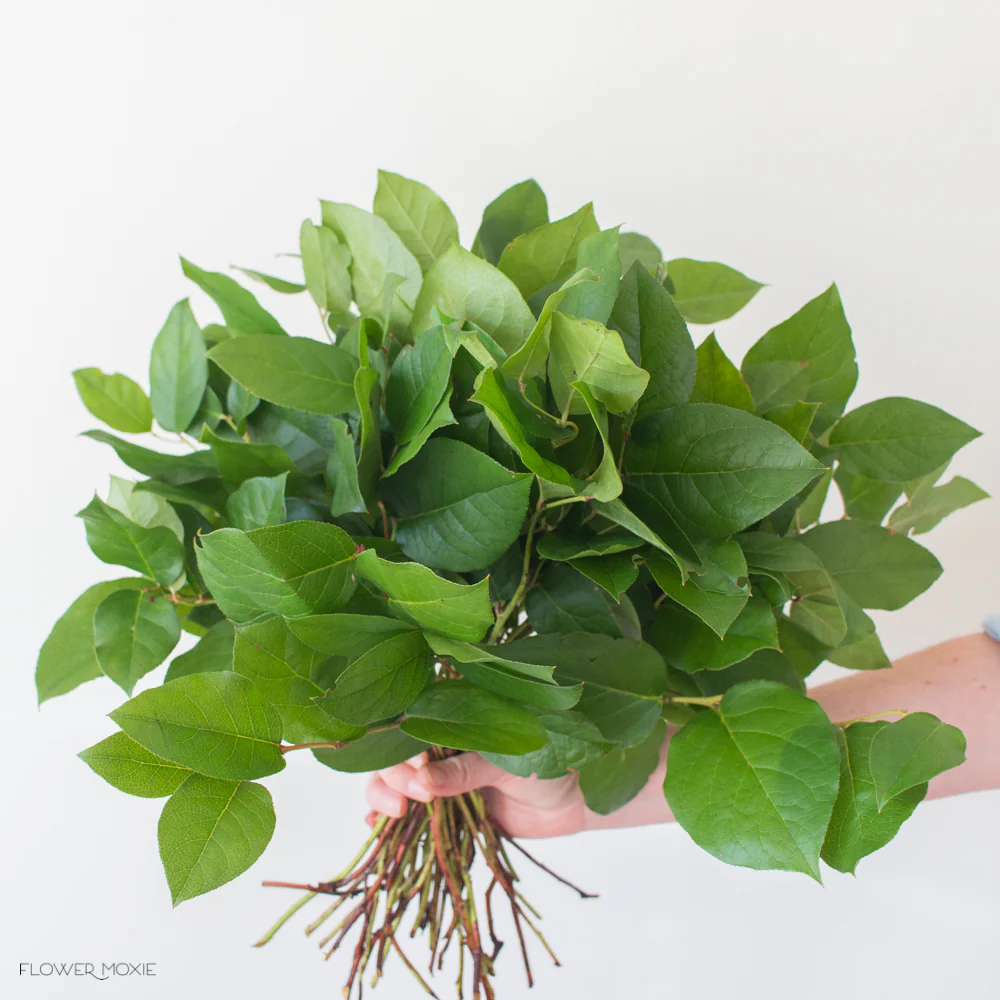 Salal Tips Greenery