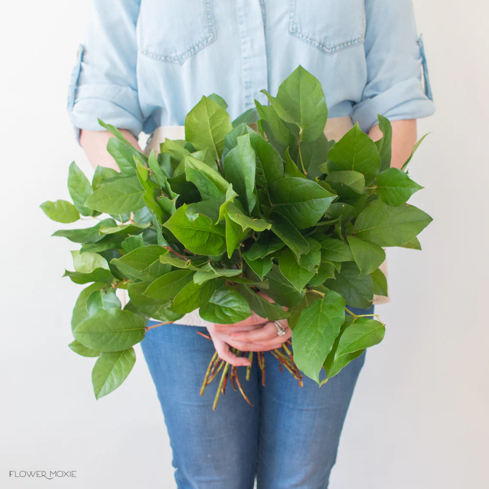 Salal Tips Greenery - Image 3