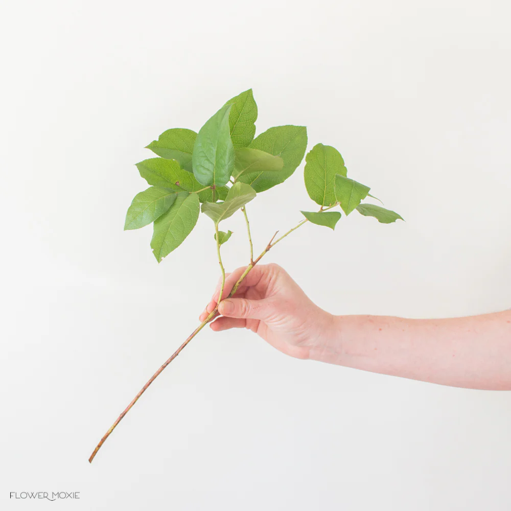 Salal Tips Greenery - Image 5