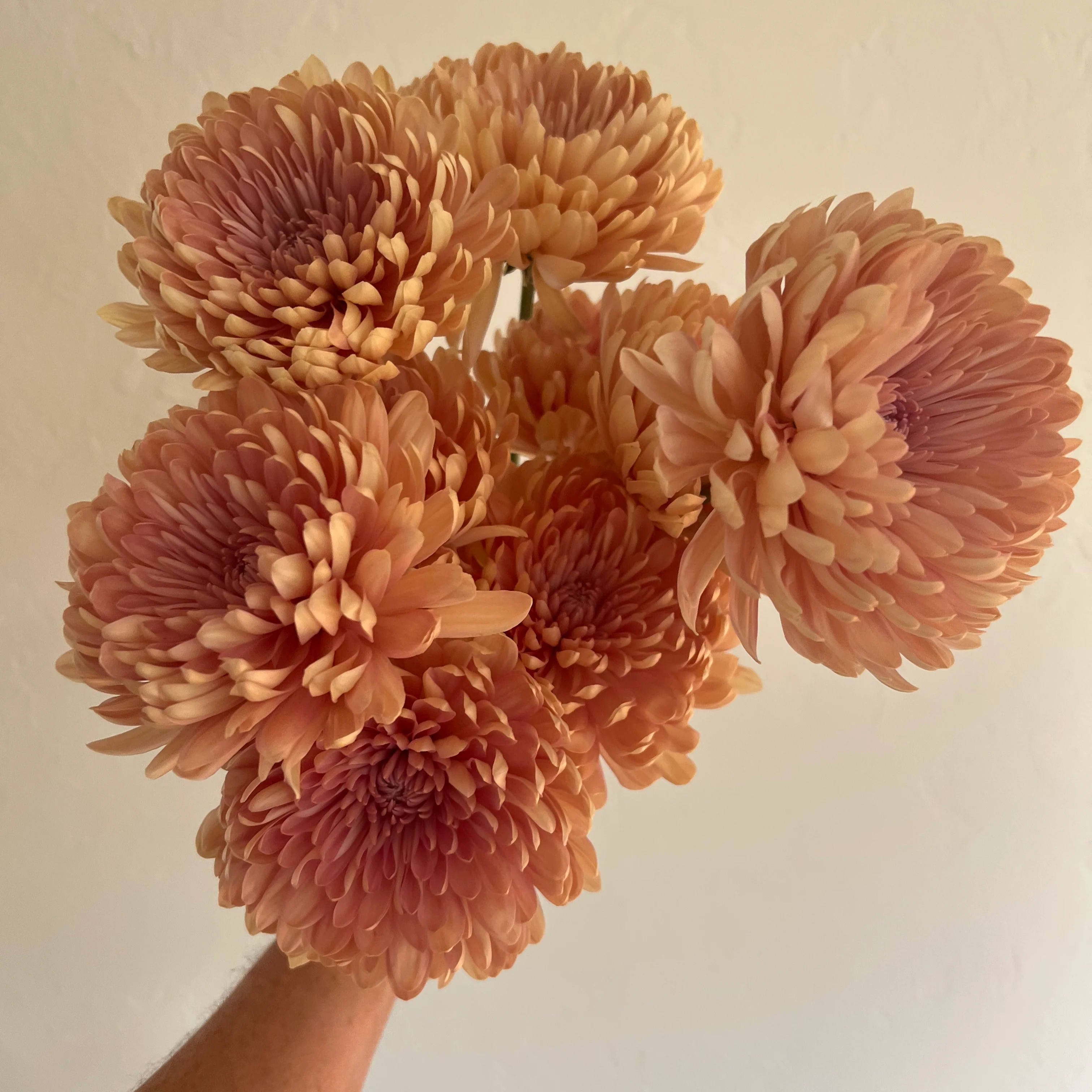 Peach Cremone Flower - Image 5