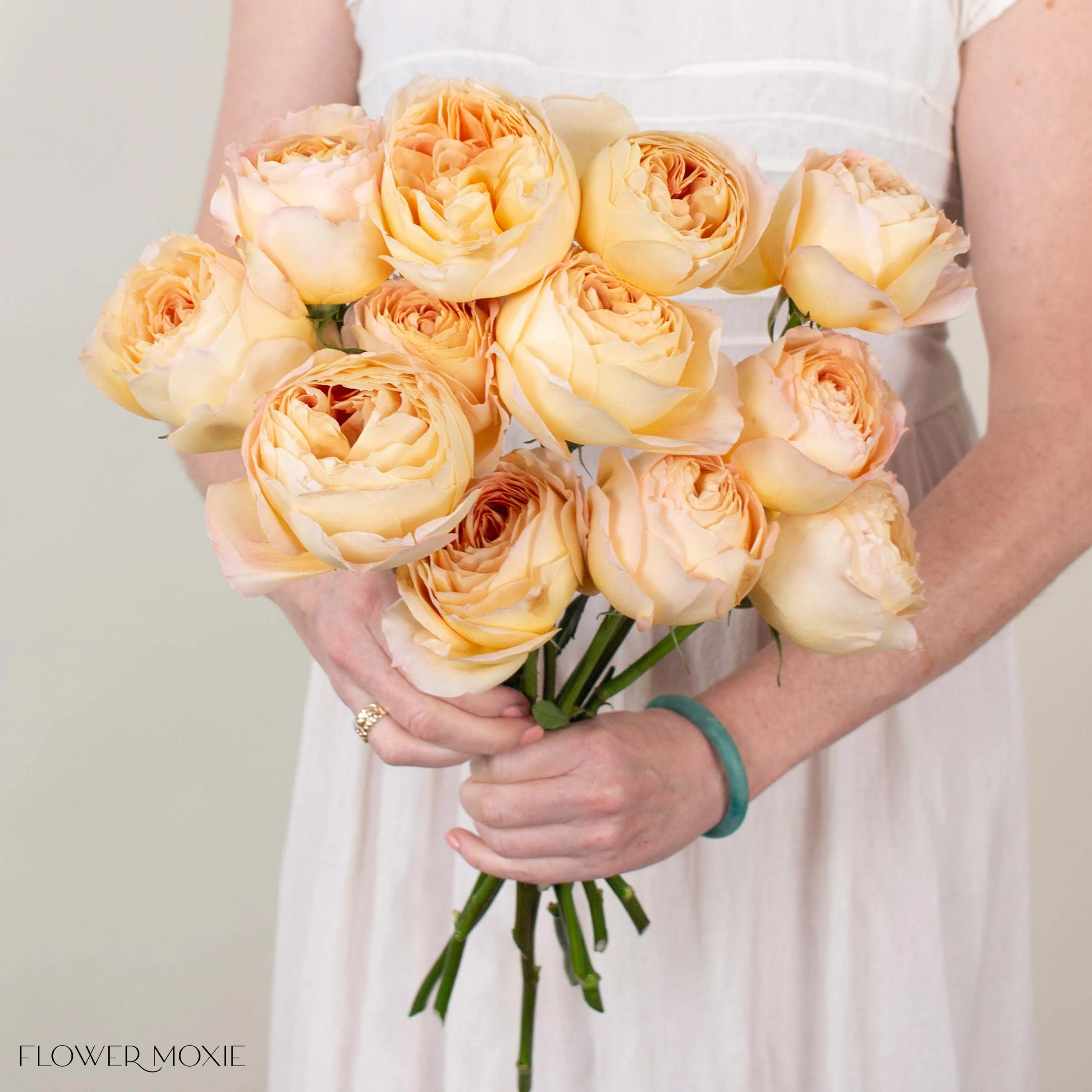 Sand Caramel Antike Garden Rose