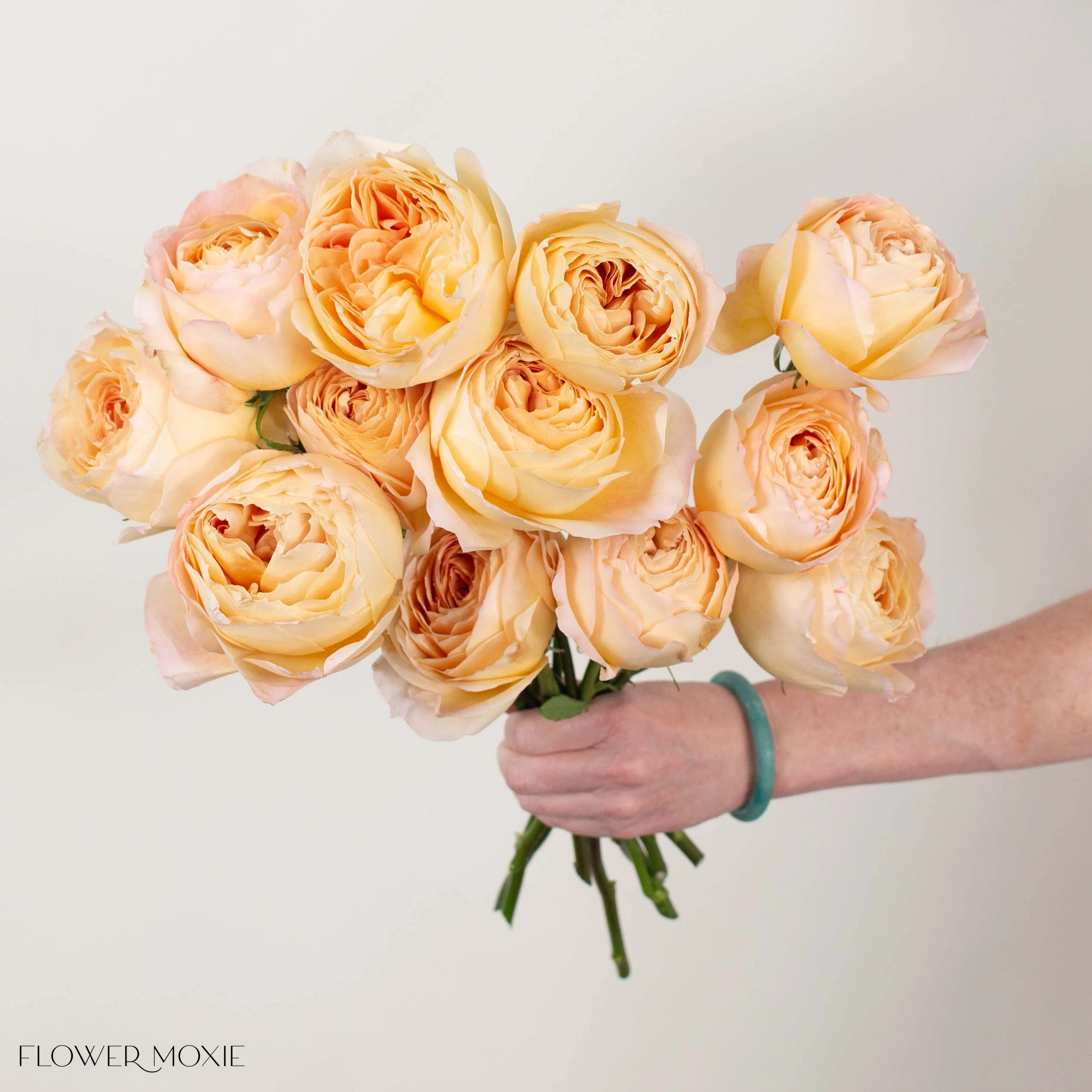 Sand Caramel Antike Garden Rose - Image 2