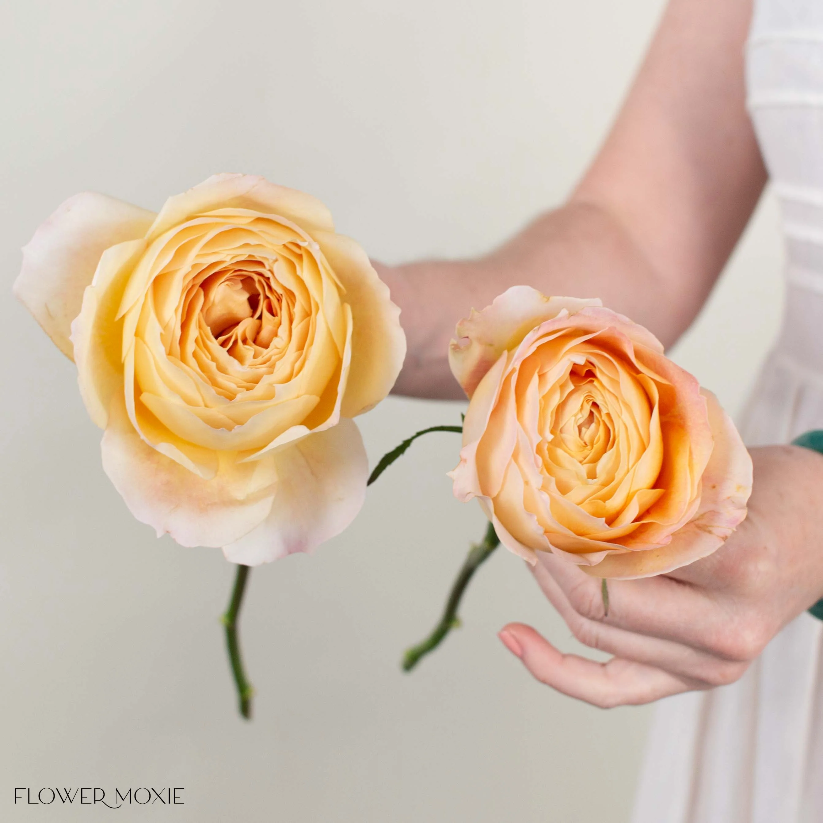 Sand Caramel Antike Garden Rose - Image 3
