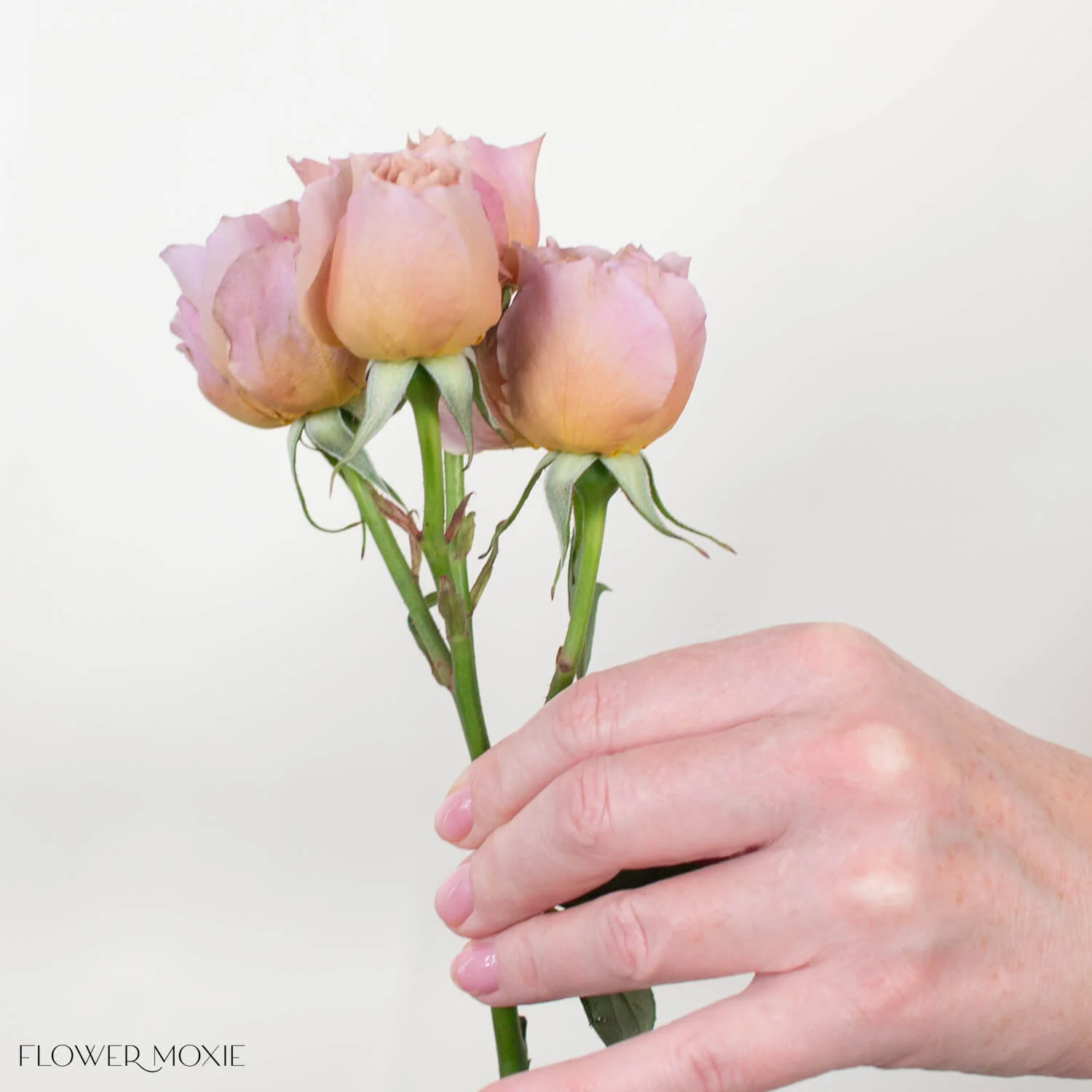 Sandy Pink Loli Spray Garden Roses - Image 5