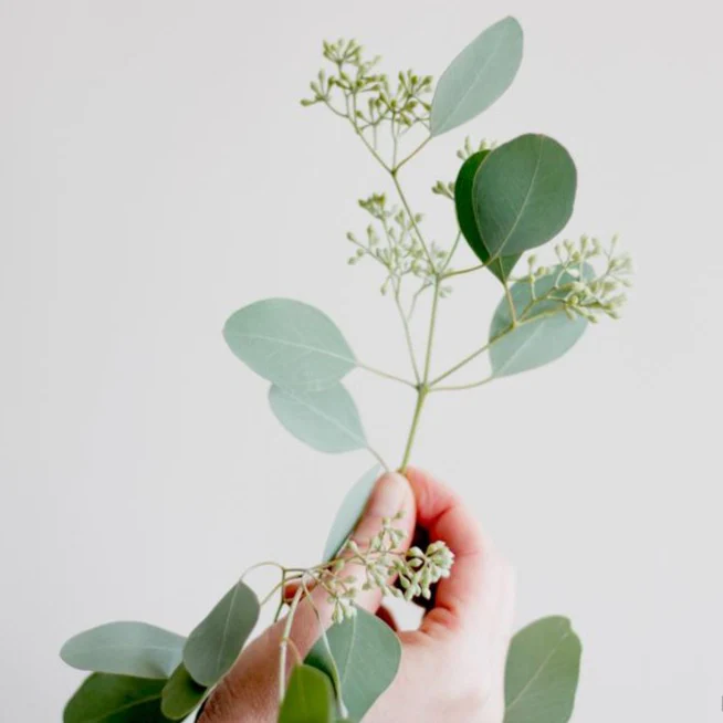 Seeded Eucalyptus Greenery - Image 4