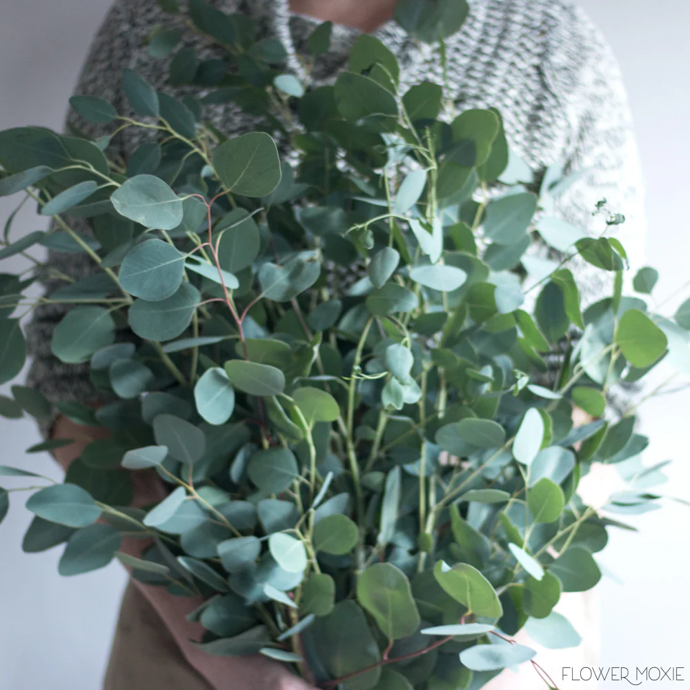 Silver Dollar Eucalyptus Greenery - Image 3