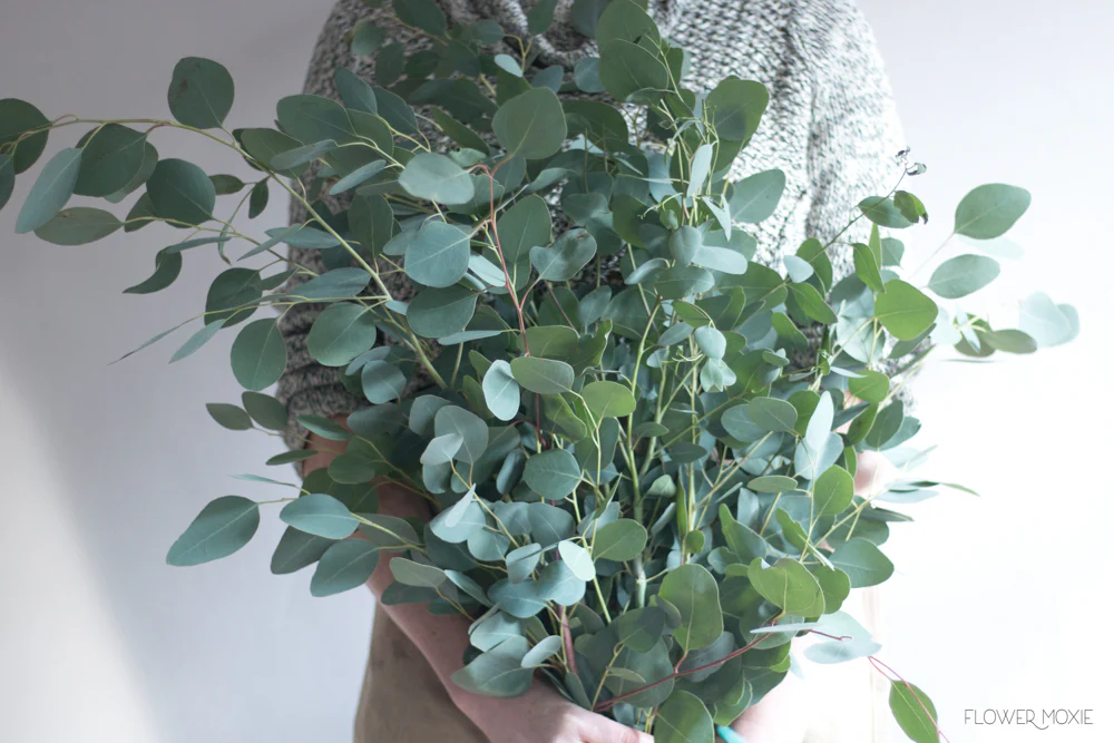 Silver Dollar Eucalyptus Greenery - Image 4