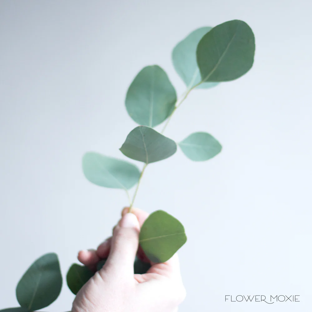 Silver Dollar Eucalyptus Greenery - Image 6