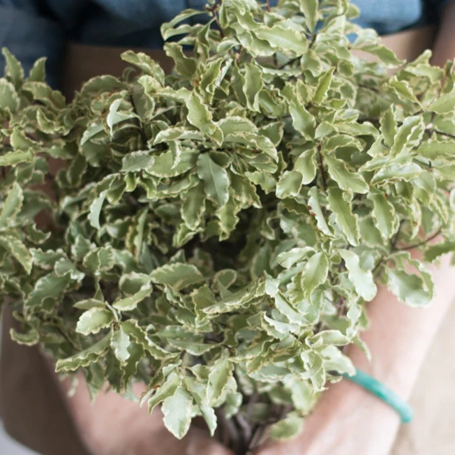 Silver Queen Italian Pittosporum Greenery - Image 3
