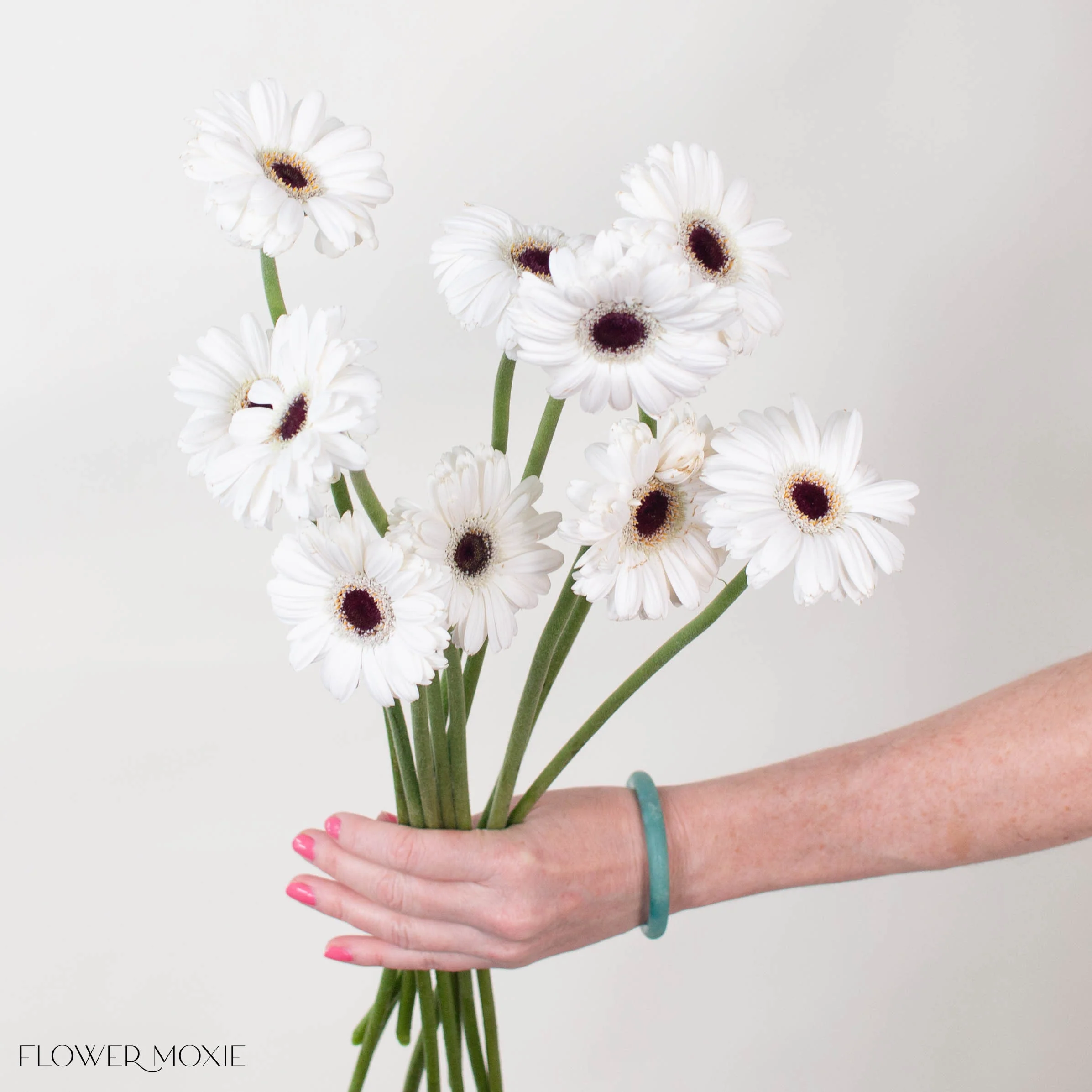 White Mini Gerbera Daisies – Dark Center - Image 3