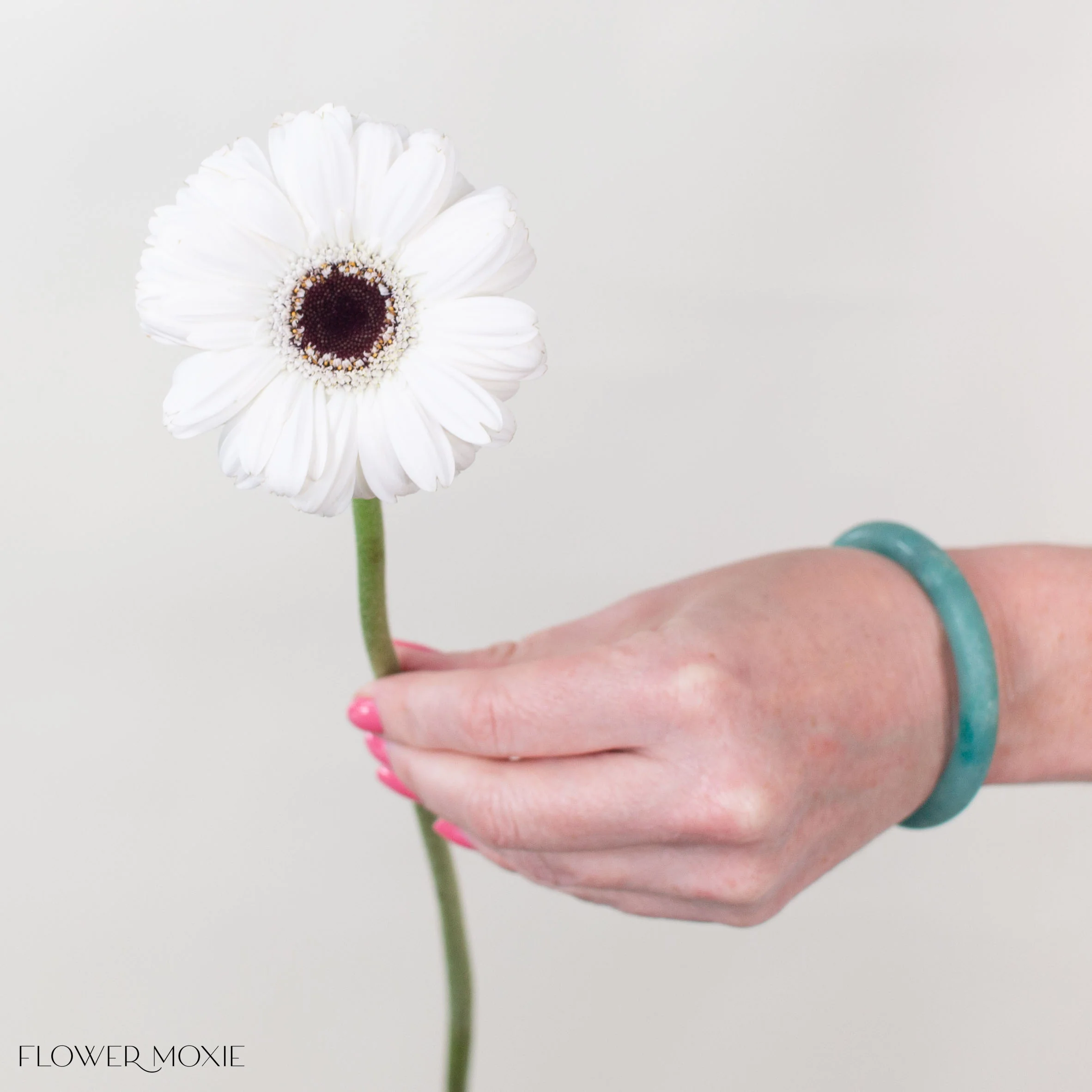 White Mini Gerbera Daisies – Dark Center - Image 4