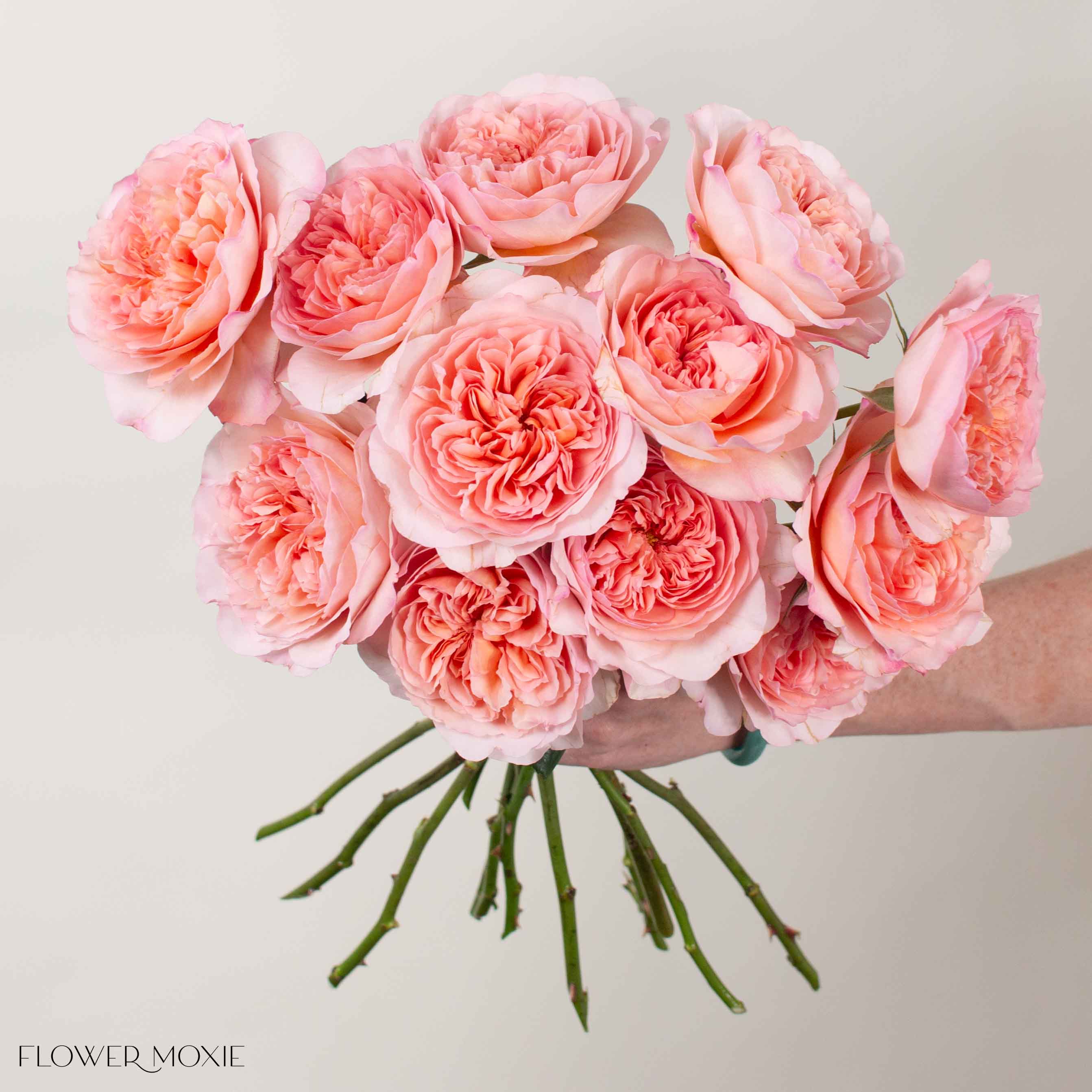 Soft Coral Phoebe David Austin Garden Rose - Image 2