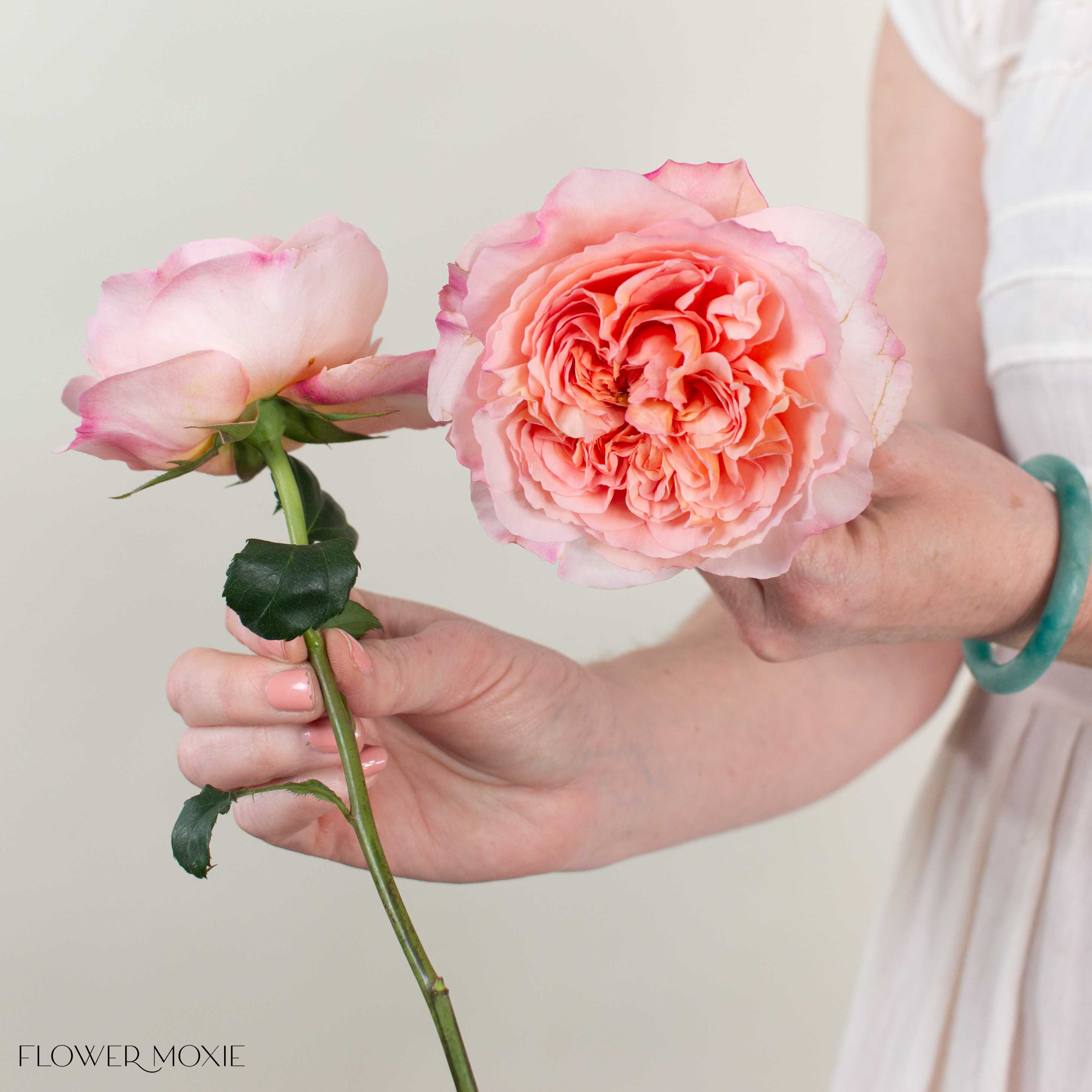 Soft Coral Phoebe David Austin Garden Rose - Image 3