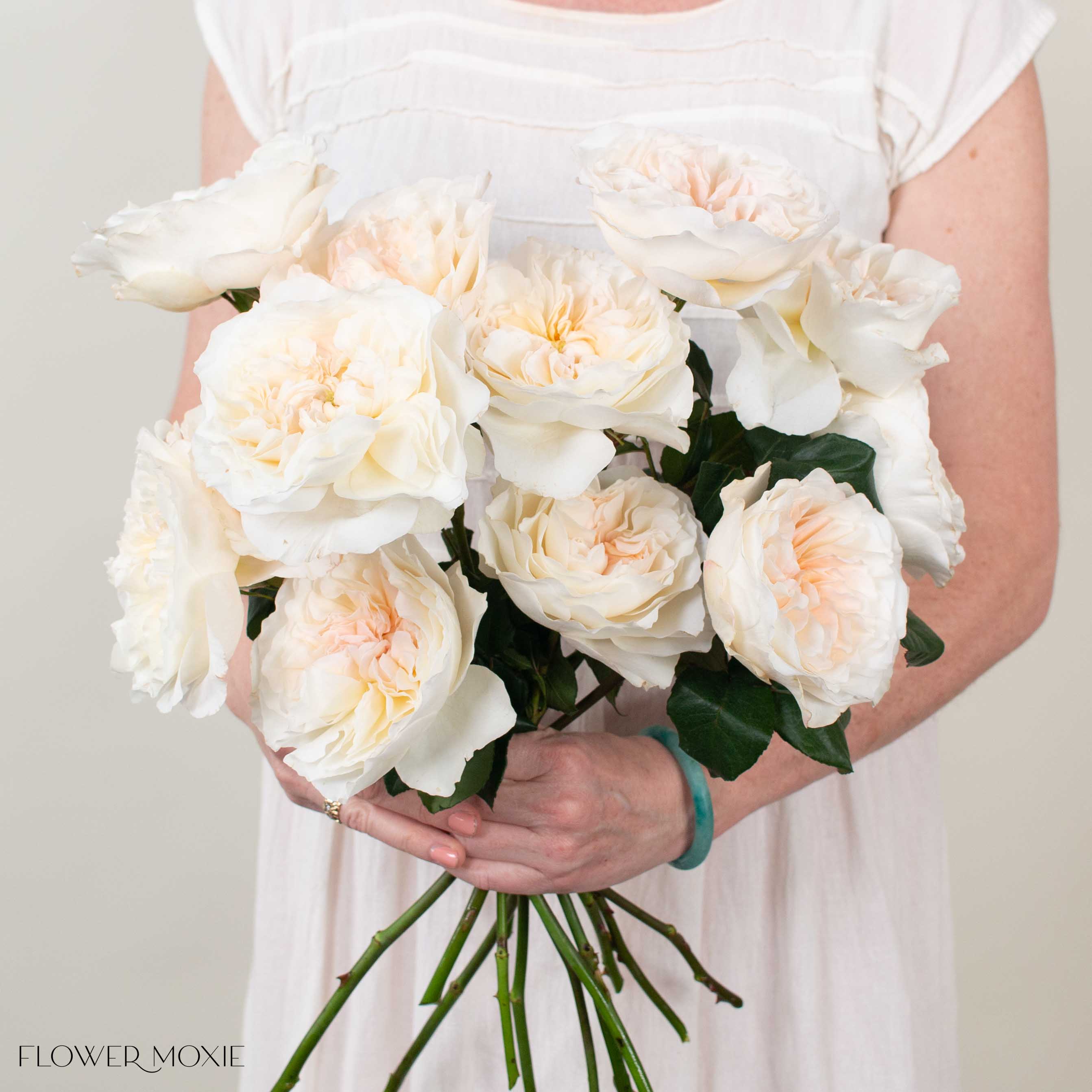 Peachy Cream Eugenie David Austin Garden Rose